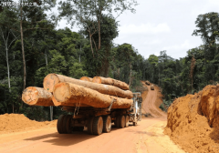 <b>进口价钱暴跌40%非洲国度：约对折中资锯木厂停</b>